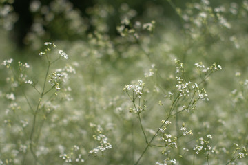 dew on the grass