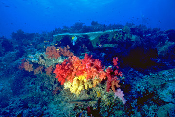 Fototapeta na wymiar Reef Colors Scene