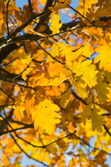 Fototapeta na wymiar Gelbes Herbstlauf - Ahornbaum