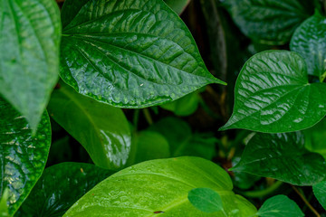 Picture of the leaves of Piper sarmentosum in natural green and dew.