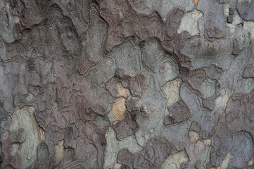 sycamore tree bark