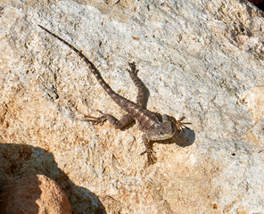Here in the photo we see a very beautiful lizard on the stones