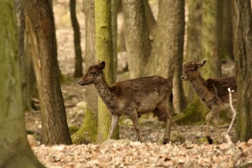Naklejka na ściany i meble The red deer (Cervus elaphus) babyies walking in the forest.