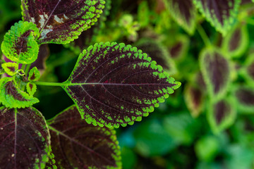 Photograph of the Coleus plant with a red center and a green side.