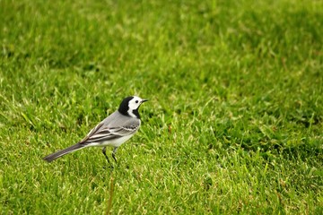 The White wagtail (Motacilla alba) sitting in the green grass.