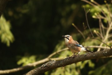 The Eurasian jay (Garrulus glandarius) sitting in dark forest.