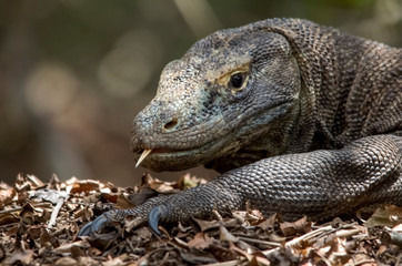 Obraz premium Komodo Dragon portrait. Komodo island. Indonesia