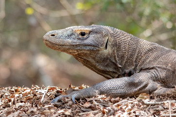 Komodo Dragon portrait. Komodo island. Indonesia