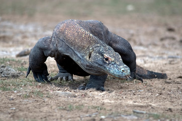 Komodo Dragon portrait. Komodo island. Indonesia