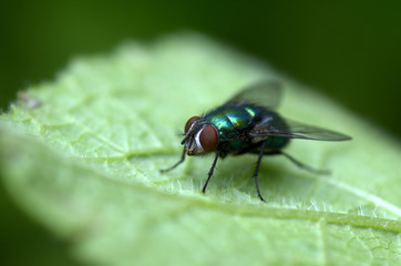 fly on leaf
