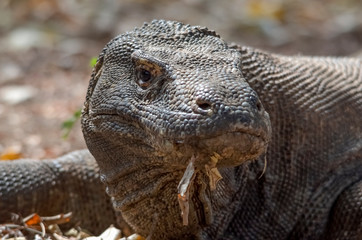 Komodo Dragon portrait. Komodo island. Indonesia