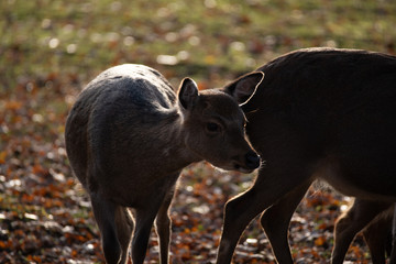 sika deer