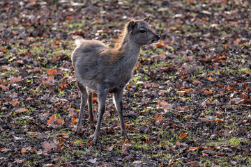 baby sika deer on leaves
