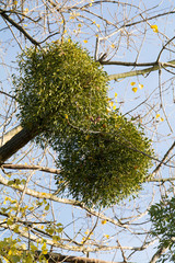 Baum mit Mistelzweigen