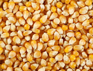 Yellow grain corn background and texture, for popcorn 