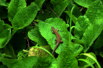 green lizard on a leaf