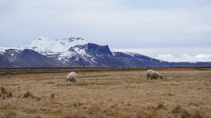Sheep ram got fur shaved grazing in Iceland livestock farm landscape