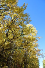 Colours Above Us, Elk Island National Park, Alberta