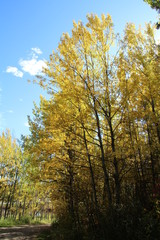 Beauty Of The Trees, Elk Island National Park, Alberta