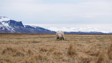 Fototapeta premium Sheep ram got fur shaved grazing in Iceland livestock farm landscape