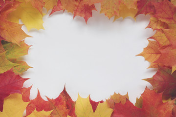 autumn background with maple leaves and white space in the middle.