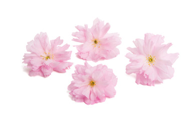 Fototapeta na wymiar sakura flowers isolated