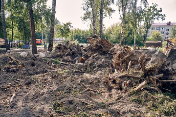 uprooting of trees and stumps in a city park.