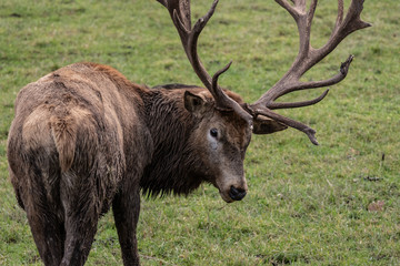 Deer on grass in autumn