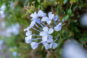 Violet flowers  in a small tree