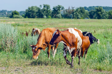 Cows graze in a field on green grass