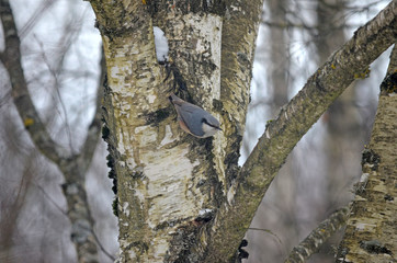 Obraz premium Sitta europaea in natural habitat. Birds in the forest