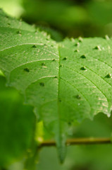Green leaf with serrated edge and bumps on its surface