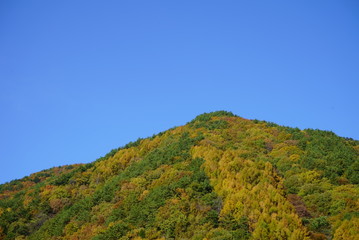 Autumn yellow leaves and blue sky