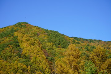 Autumn yellow leaves and blue sky