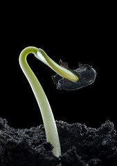 Carob tree growing from seed