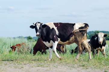 Cows graze in a field on green grass