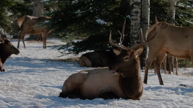 Canadian Elk in Rocky Mountains of Canmore Alberta Canadian Wildlife, Bull Elk Rests on Snow in Cold Winter Weather