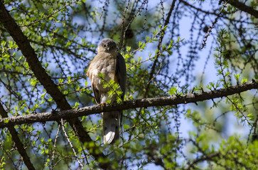 hawk male on a branch