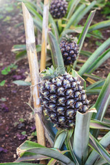 Tasty sweet fruits. Growing pineapples in a greenhouse on the island of San Miguel, Ponta Delgada, Portugal. Pineapple is a symbol of the Azores.