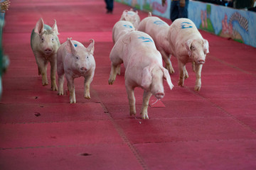 Field Pig racing (Running pig) in Thailand. © K.Pornsatid
