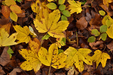 Berg-Ahornblätter, herbstlich gelb gefärbt