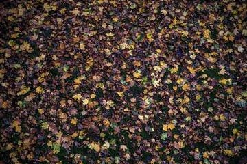 Beautiful autumn leaves in a variety of colors. Fallen leaves on the ground.