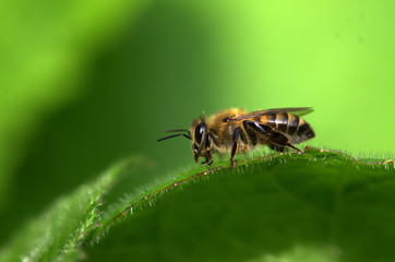 bee on a leaf