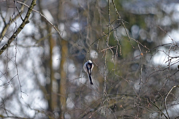 Aegithalos caudatus in natural habitat. Birds in the forest