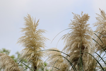 Obraz premium Pampas Grass along the Footpath in the Park