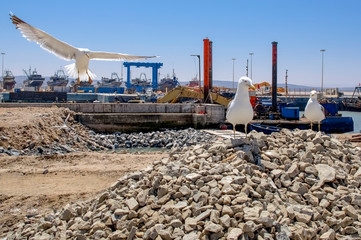 Seagull in the port of Essaouira. Morocco. Africa