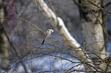 Aegithalos caudatus in natural habitat. Birds in the forest