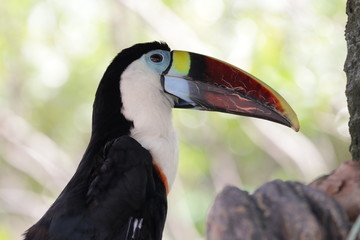 Close up Horn Bill Bird
