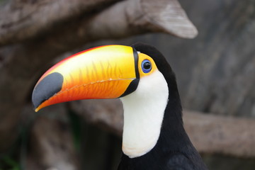 Close up Colorful Toucan Bird