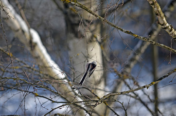 Aegithalos caudatus in natural habitat. Birds in the forest